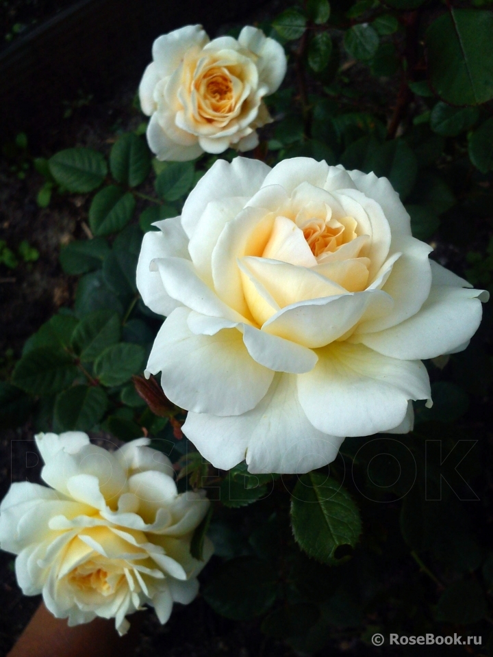 Crocus Rose® 