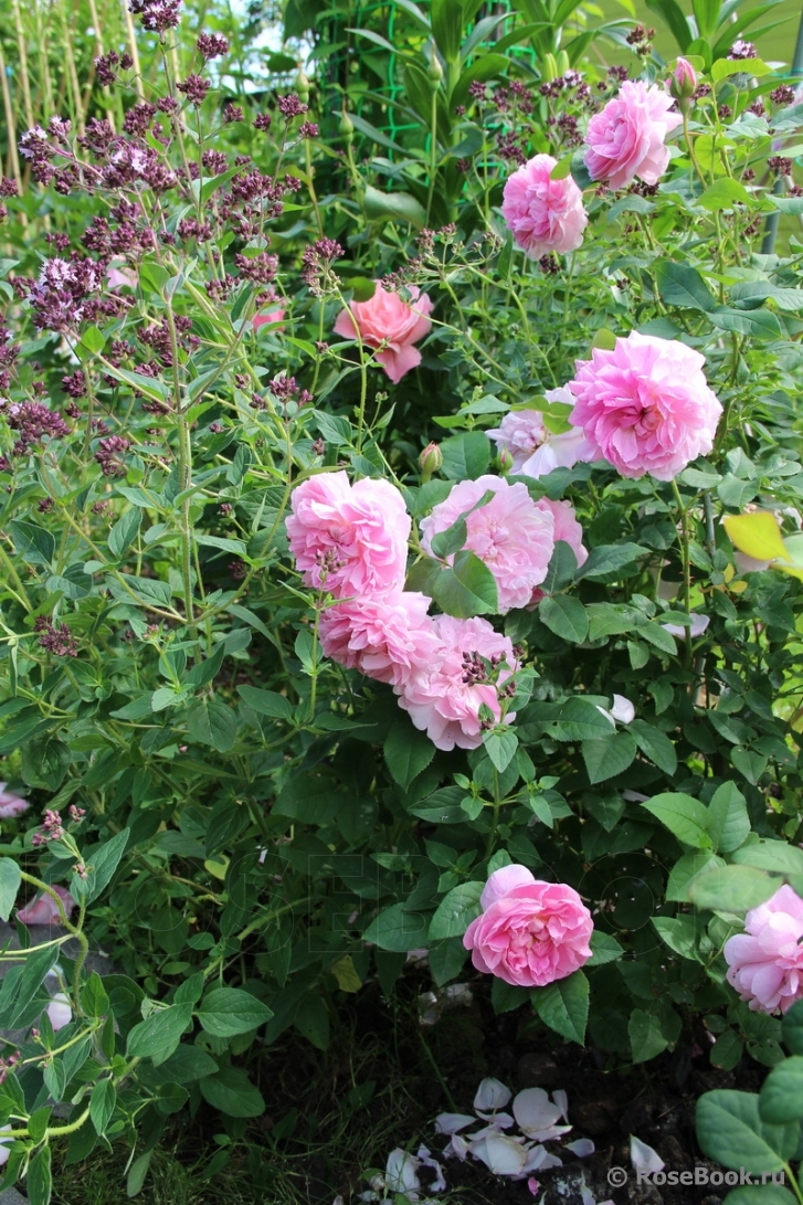 Cottage Rose 