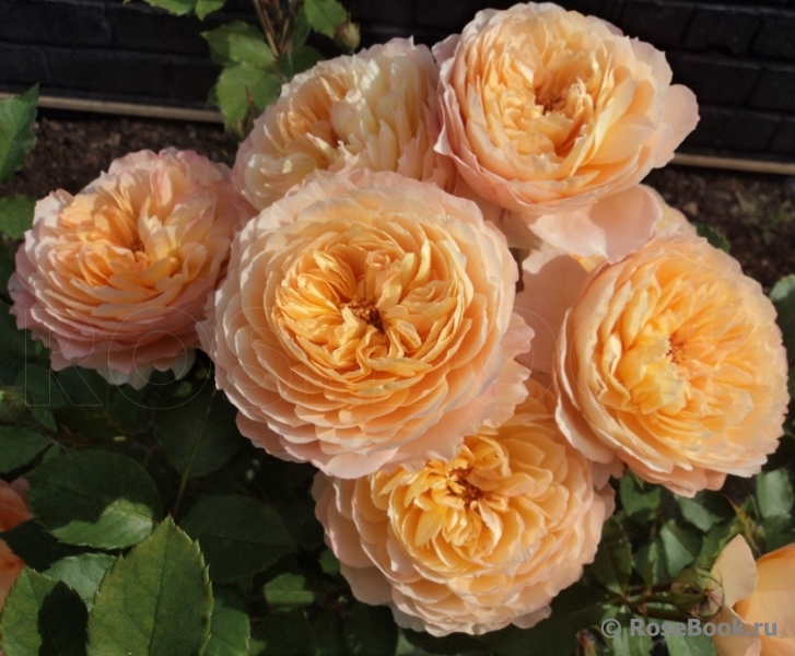 Rose de Gerberoy ®