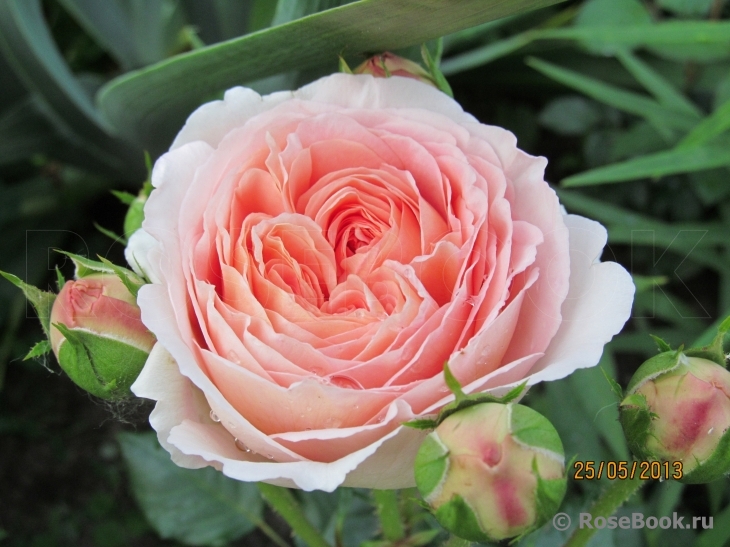 Abraham Darby