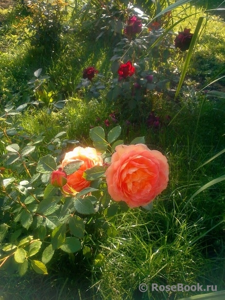 Lady of Shalott 