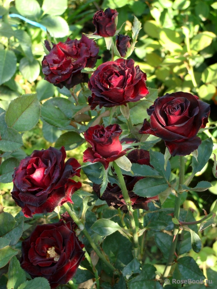 Black Baccara