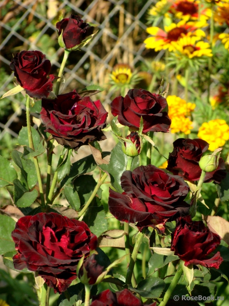 Black Baccara