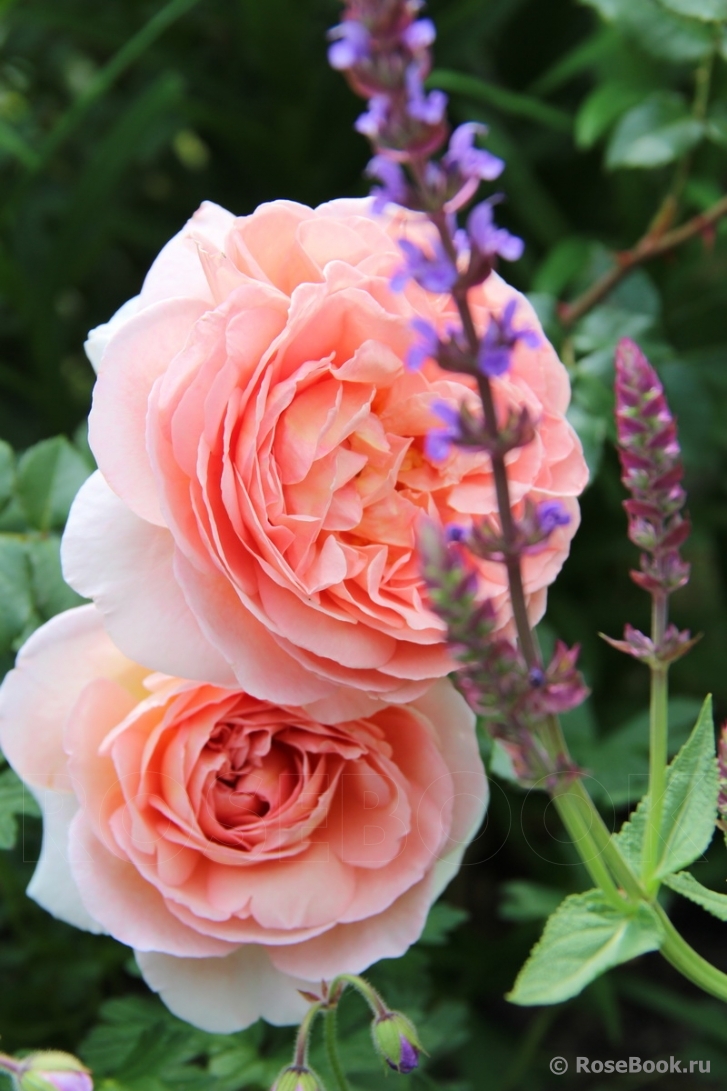 Abraham Darby