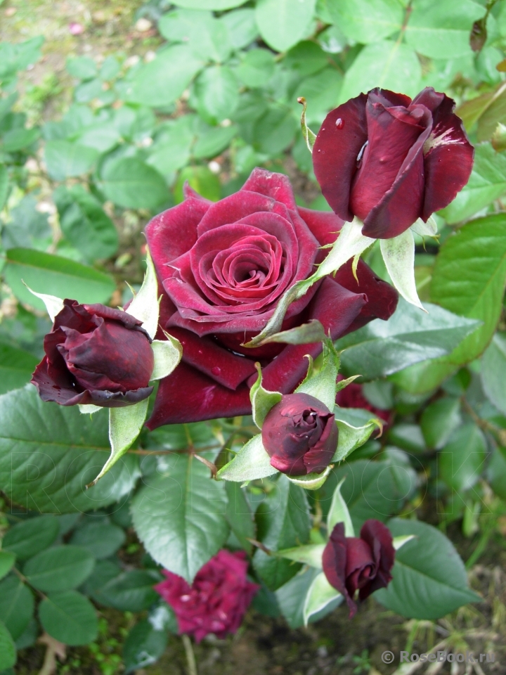 Black Baccara