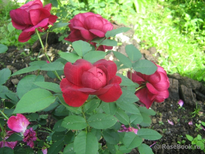 Darcey Bussell 