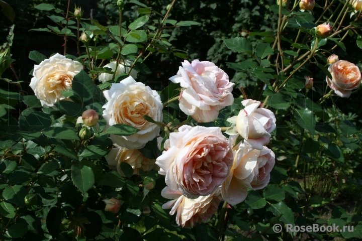 Abraham Darby