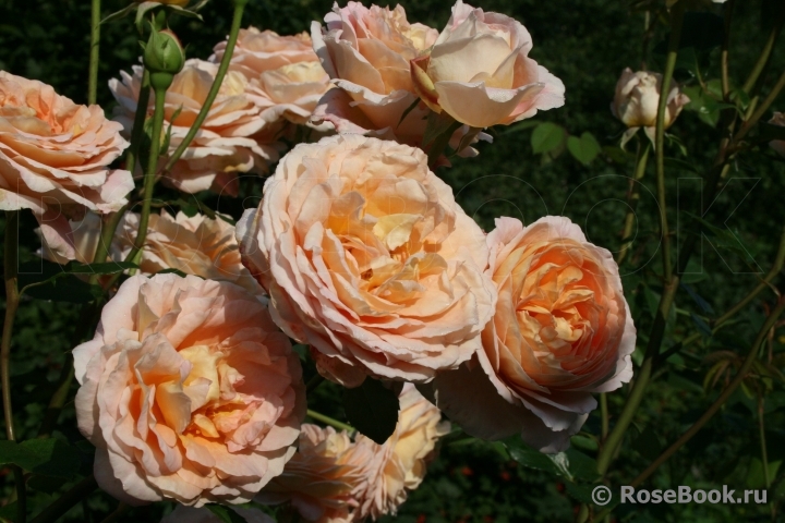 Abraham Darby