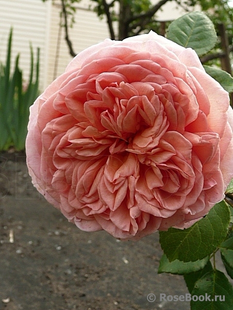 Abraham Darby