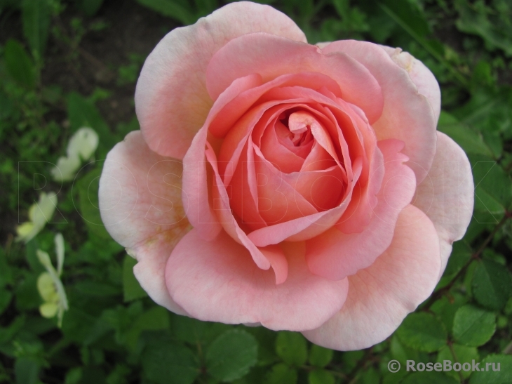 Abraham Darby