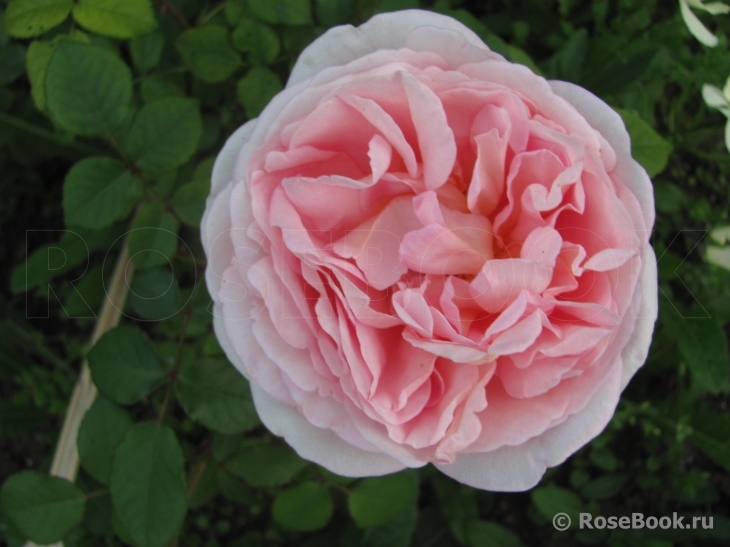 Abraham Darby