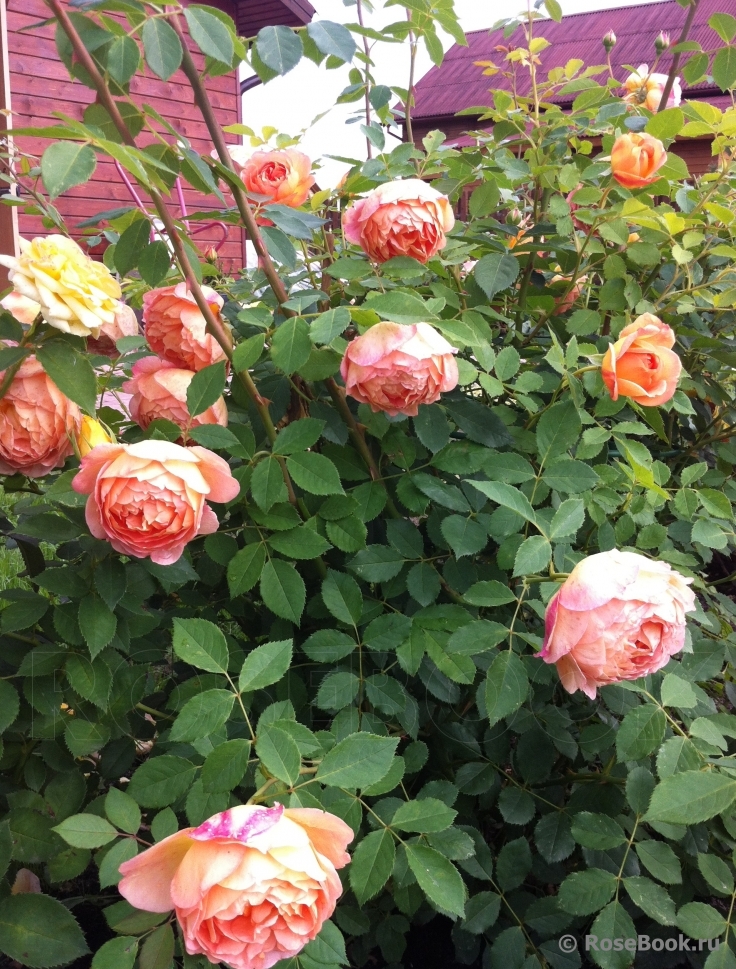 Lady of Shalott 