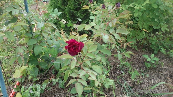 Burgundy Rambler