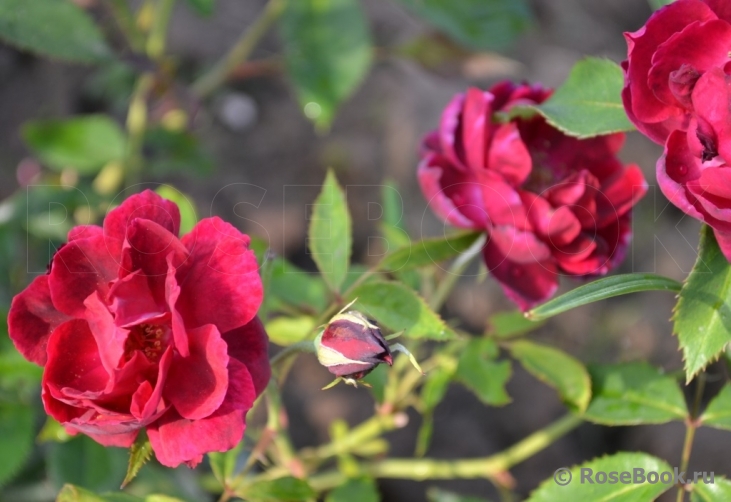 Burgundy Rambler