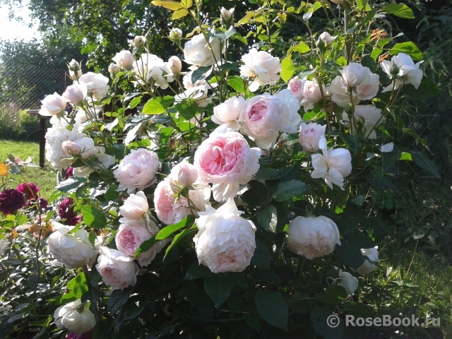 The Wedgwood Rose