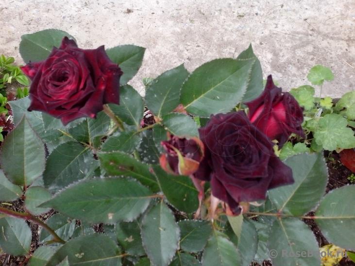 Black Baccara