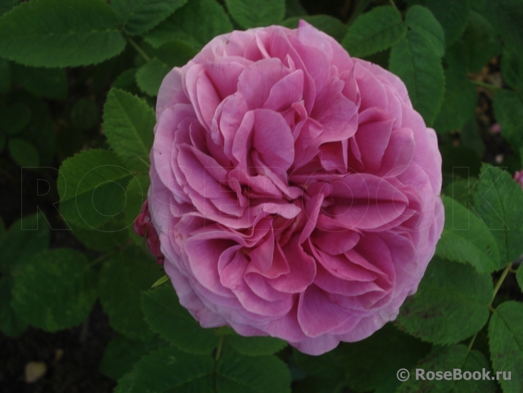 Duchesse de Rohan