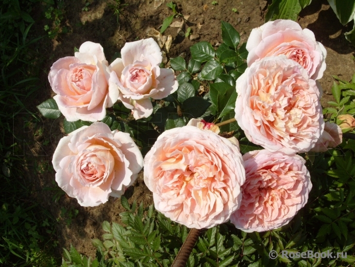 Abraham Darby