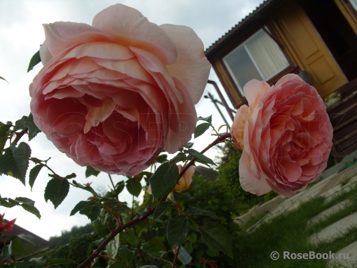 Abraham Darby