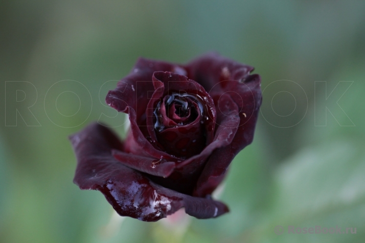 Black Baccara