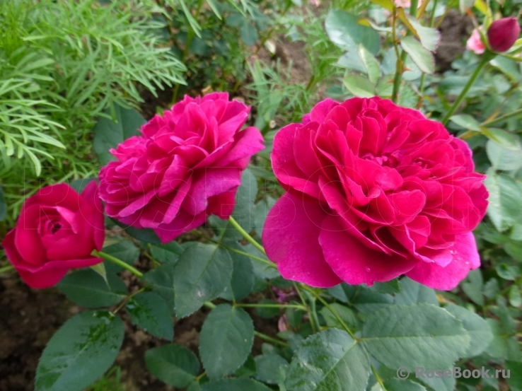 Darcey Bussell 