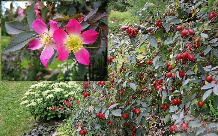 Rosa glauca 