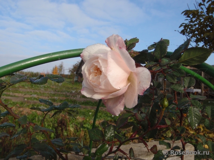 Crocus Rose® 