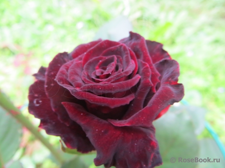 Black Baccara