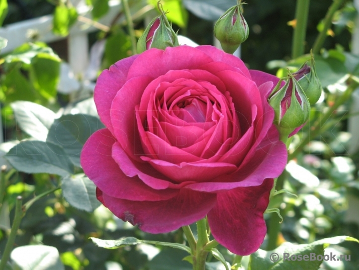 Johann Wolfgang von Goethe Rose®