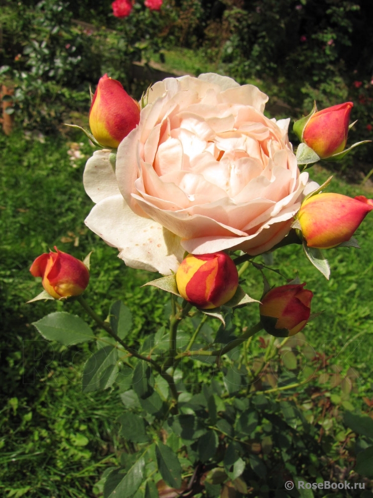 Lady of Shalott 