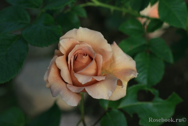 Julia's Rose