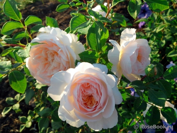 Crocus Rose® 