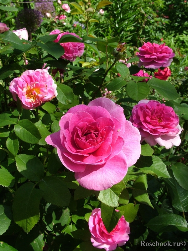 Gertrude Jekyll