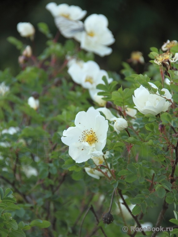 Rose spinosissima