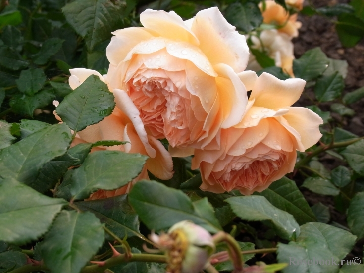 Crown Princess Margareta®