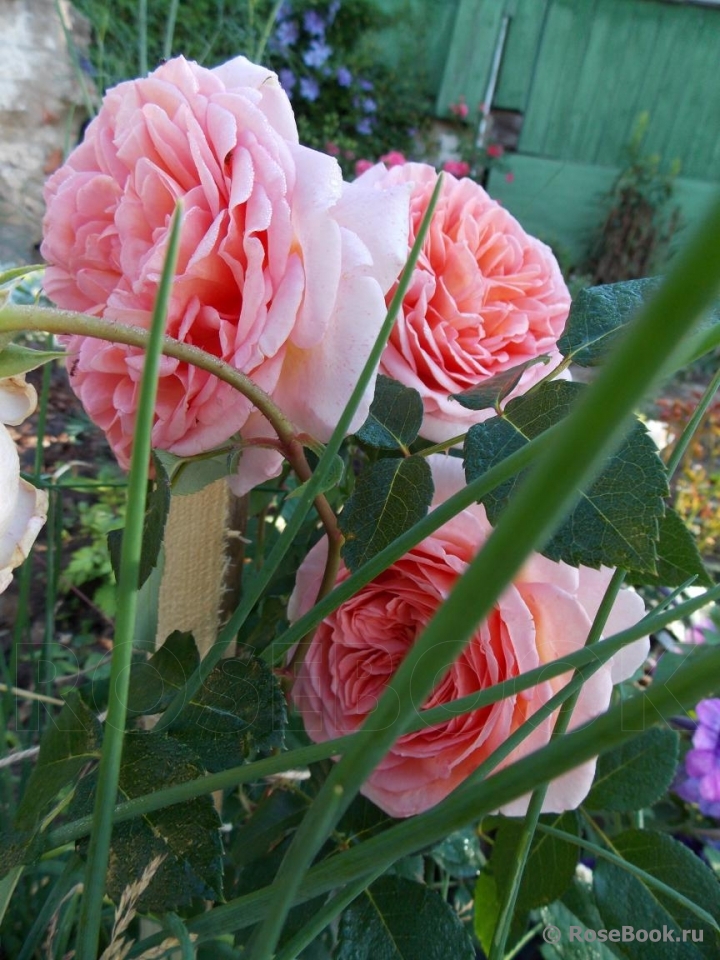 Abraham Darby