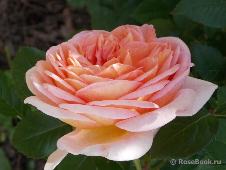 Abraham Darby