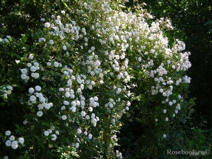 Paul’s Himalayan Musk 