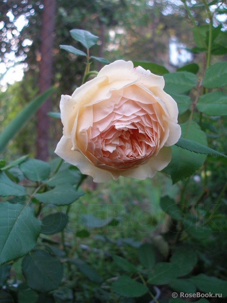 Crown Princess Margareta®