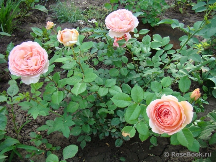 Abraham Darby