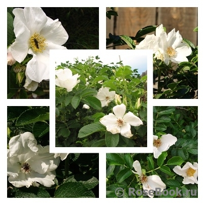 Rosa rugosa f. Alba Rehder