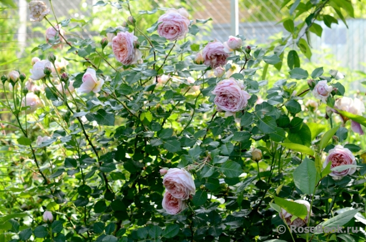 Abraham Darby