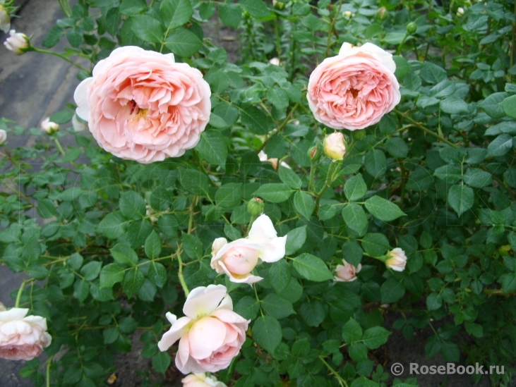 Abraham Darby