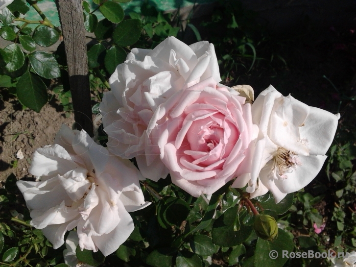 The Wedgwood Rose