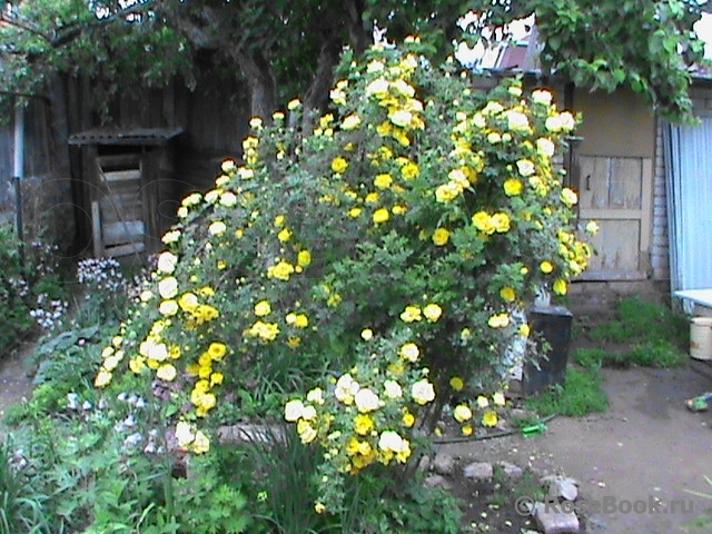 Persian Yellow