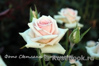 Wedding Rose ®