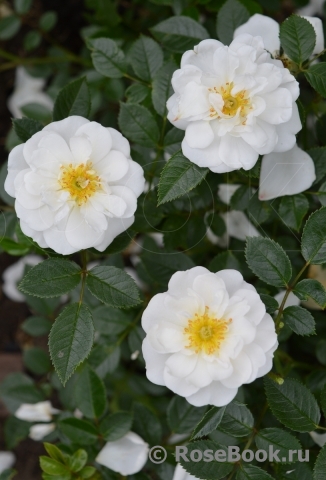 Bees Paradise Rose White