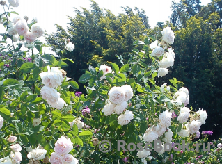 Belle De Terre Franche