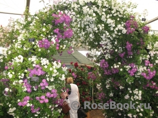 Rambling Rector 