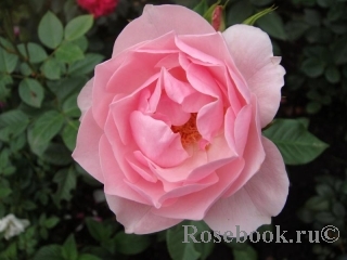 Bernd Weigel Rose